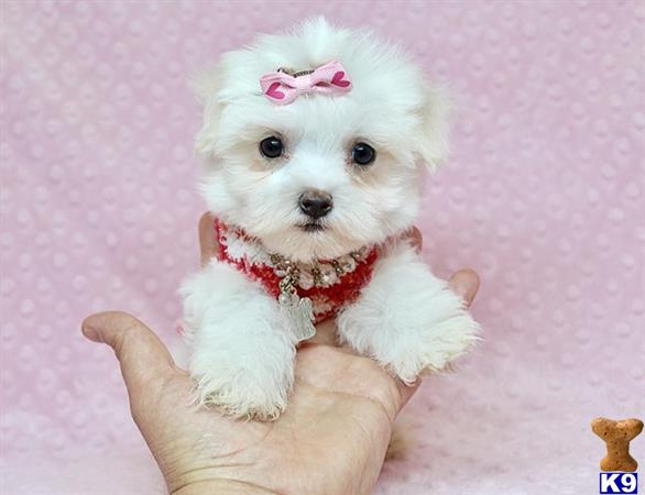 lvpuppyheaven Picture 3